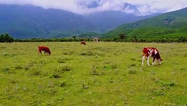 草原上吃草的奶牛植物动物航拍视频的预览图